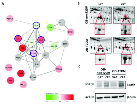 Differential Proteomic Signature Of Vat And Sat A Protein Protein