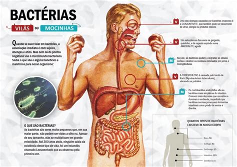 Micro Tudo De Bom Bact Ria Bacilo Isolado Haemophilus Influenzae