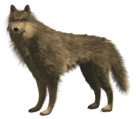 Mangy Wolf