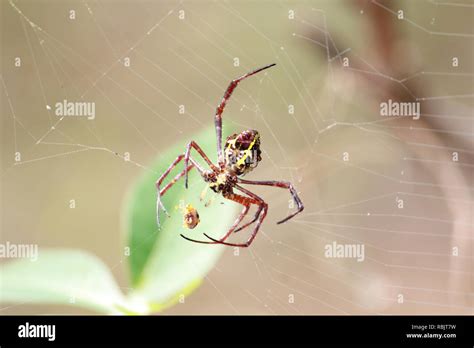 Las Ara As Hacen Nidos Fotograf A De Stock Alamy