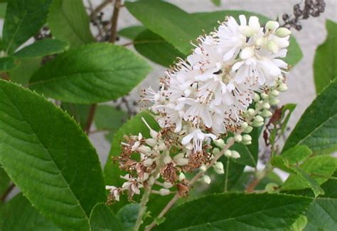 Clethra Flower, Garden Clethra