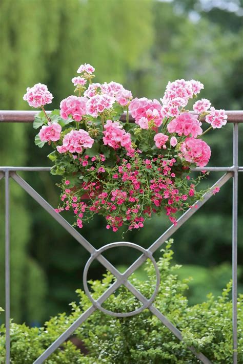 Pelargonia Rabatowa Zonale Na Balkonie Uprawa Piel Gnacja E