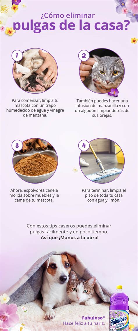 Cómo Eliminar Pulgas de la Casa Tu Hogar Perú