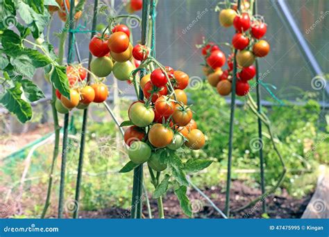 Tomates Rojos Y Verdes Que Maduran En El Arbusto En Un Invernadero