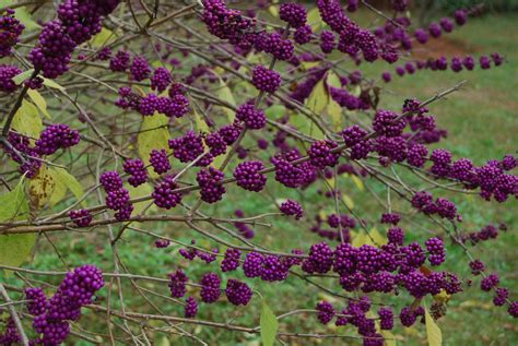 Callicarpa americana – Nurseries Caroliniana