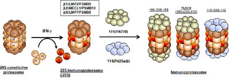 Structure Of The Immunoproteasome The S Proteasome Is A Cylindrical