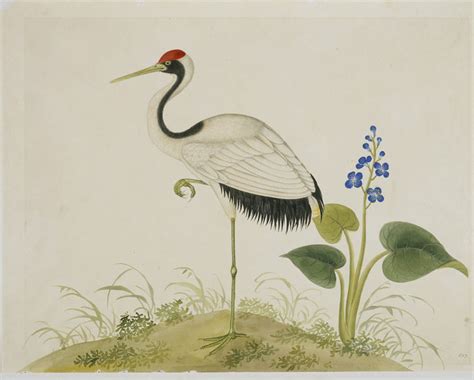 Red Crowned Crane Unknown Vanda Explore The Collections