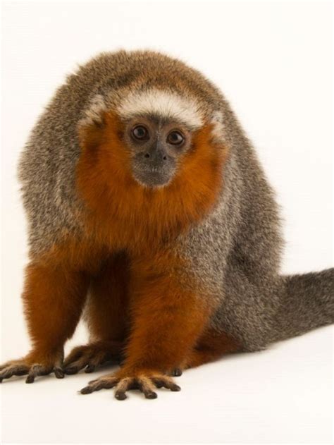Ornate Titi Plecturocebus Ornatus Endemic Primate Of Eastern Colombia