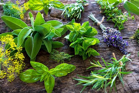 Herb Stock Photos Pictures And Royalty Free Images Istock