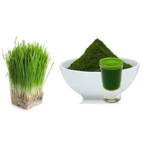 Wheatgrass Powder – Organic Yug
