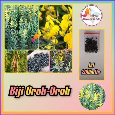 Jual Biji Orok Orok 200 Butir Shopee Indonesia