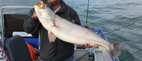 Pescada amarela peixe origem características reprodução alimentação