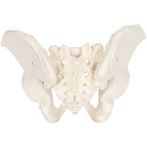 Explore Realistic Genital And Pelvis Models By Gd Anatomicals