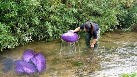 Amazing Purple Clams Appear In The River And The Girl Discovers A Huge