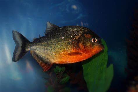 Piranha Free Stock Photo Public Domain Pictures