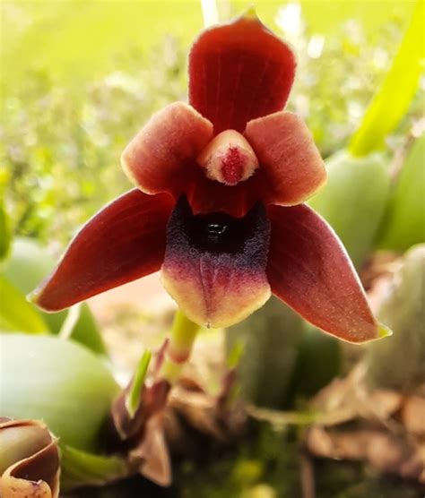 MAXILLARIA VARIABILIS Orchidées 59