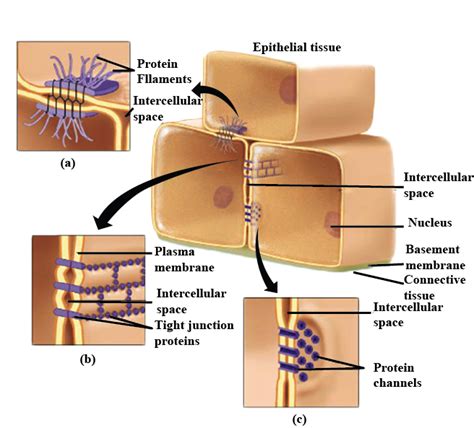 Observe The Figure Of Plasma Membrane Exhibiting Cell Junctions Of