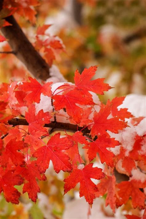 Sugar Maple Tree Branch With Fresh Snow Stock Image Image Of Colorful