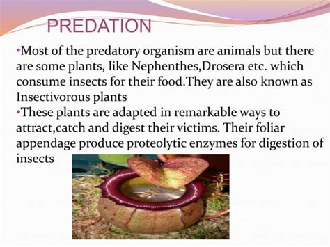 Population Interaction Ppt Ppt