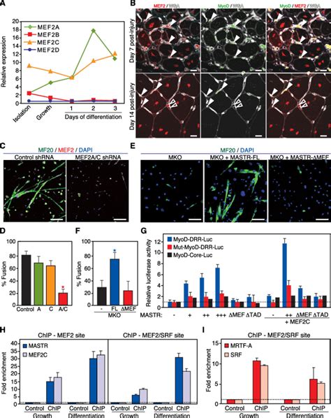 Activation Of The MyoD DRR Enhancer By MASTR MEF2 And MRTF A A