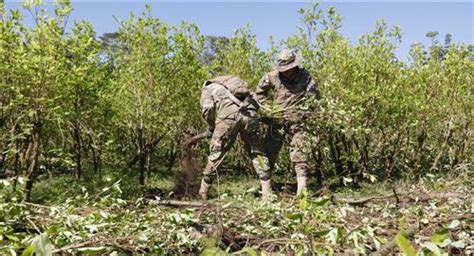 Bolivia Se Plantea Erradicar 10 000 Hectáreas De Cultivos De Hoja De Coca