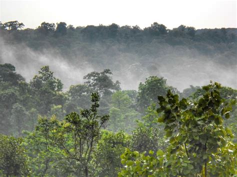 HD wallpaper: forest, green, chhattisgarh, india, dallirajhara, ecology ...