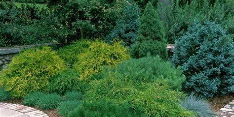 Types Of Evergreen Shrubs