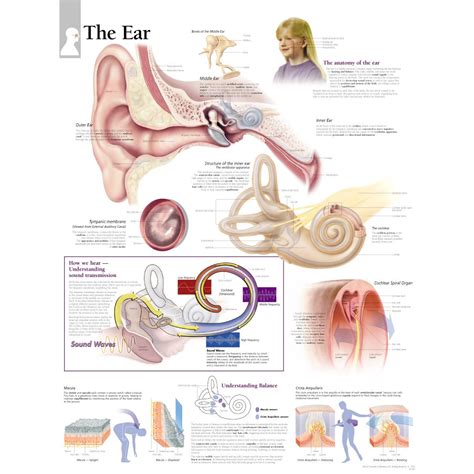 Ear Nose And Throat Anatomical Chart