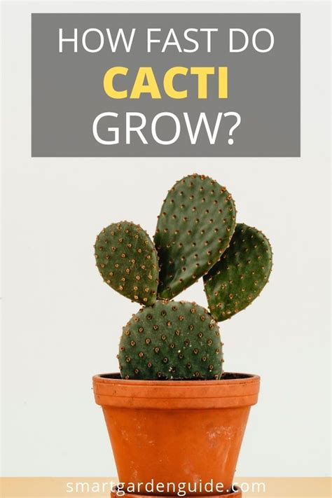 How Long Do Cacti Take To Grow Back Gardener