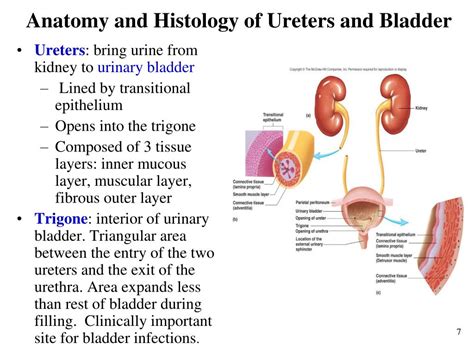 Ppt Chapter 28 The Urinary System Powerpoint Presentation Free Download Id 304080