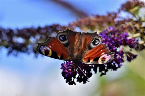 Pawie Oko Motyl Kwiat - Darmowe zdjęcie na Pixabay - Pixabay