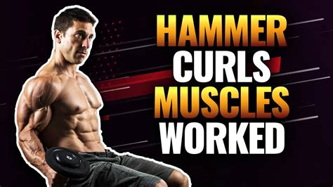 Hammer Curls Muscles Worked Plus 3 Benefits For Full Biceps