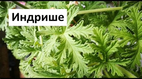 Отглеждане и Приложение на Индрише - YouTube