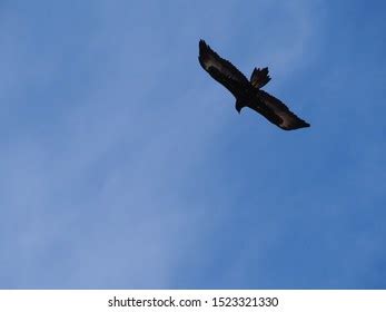 77 Wedgetail Eagle Images, Stock Photos & Vectors | Shutterstock