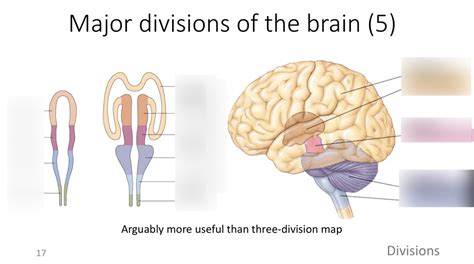 Major Divisions Of The Brain Neuroanatomy Diagram Quizlet