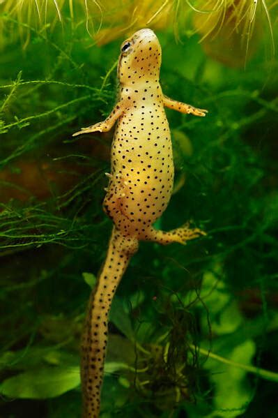 Eastern Newt Connecticuts Beardsley Zoo