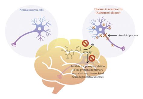 Neuroprotective Effect Of Wogonin Wogonin Inhibits The Glycogen