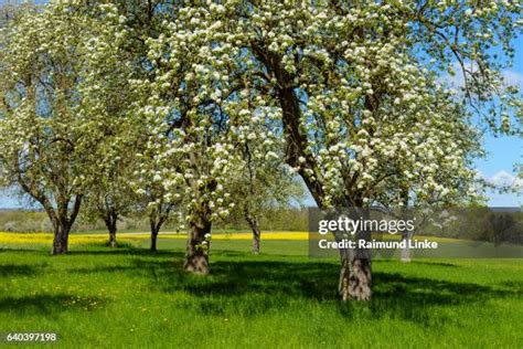 Pear Tree Silhouette Photos Et Images De Collection Getty Images