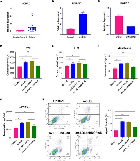 Frontiers Lncrna Norad Promotes Vascular Endothelial Cell Injury And