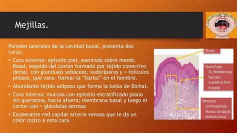 Cavidad Bucal Anatomía Histología Ppt