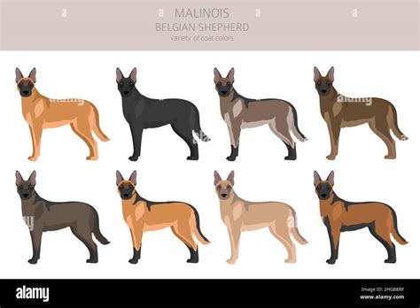 Belgian Malinois clipart. Different poses, coat colors set. Vector ...