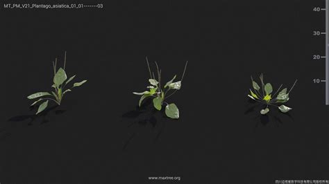 V21_Oplismenus_compositus_01 - Maxtree