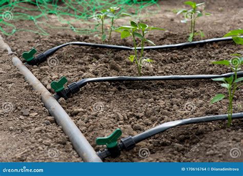 Greenhouse With Organic Pepper Plants And Drip Irrigation System Stock