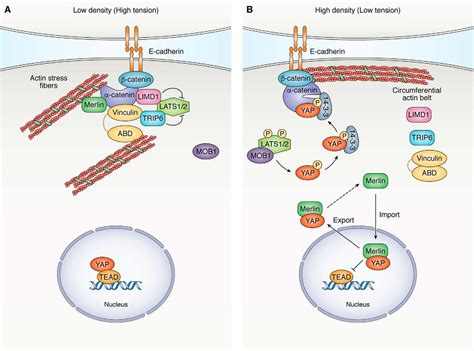 Control Of Cellular Responses To Mechanical Cues Through Yap Taz