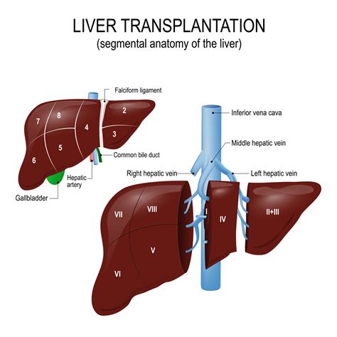 Liver Transplantation Segmental Anatomy Of The Liver Hôpitaux