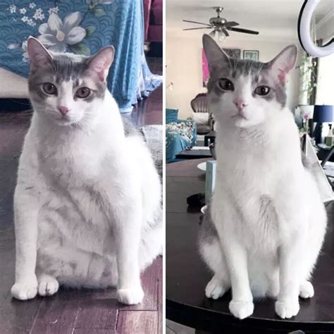 30 Heartwarming Fat Cat Weight Loss Transformations