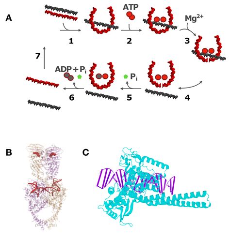 Molecules Free Full Text DNA Topology Simplification By Topoisomerases