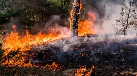 Región De Los Lagos Al Menos 8 Incendios Forestales Se Registran