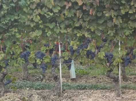 Il cambiamento climatico trasformerà il vino Unione Coltivatori Italiani