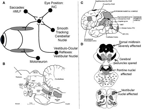 Frontiers The Disturbance Of Gaze In Progressive Supranuclear Palsy Implications For Pathogenesis